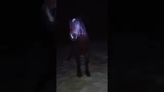 Ночь в деревне, а мы не спим  🐎😁! 