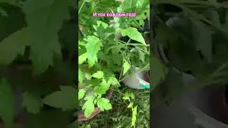 Как на одном заказе, заработать ДВАЖДЫ - Работа курьером #работа #курьер #какзаработать #дача #весна