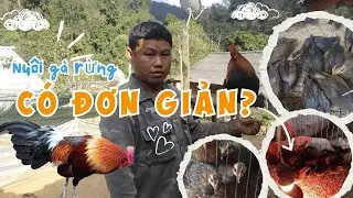 Cách nuôi gà rừng tại trại Gà Rừng Tây Bắc #gàrừng #nuoiga #garung