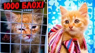 Спасение грустного котенка от блох. Котенок ищет дом / SANI vlog