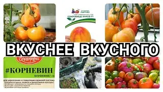 🍅Томат СОКРОВИЩЕ ИНКОВ🔥Лучший из лучших)Й