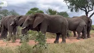 The Rescued Elephants React to Wild Elephants 🐘 With Quick Trumpets & Huddles