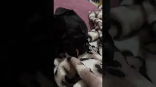 Наша девочка ❤️ты тут совсем еще малышка ,только 1месяц твоей жизни #лабрадор #labrador #собака