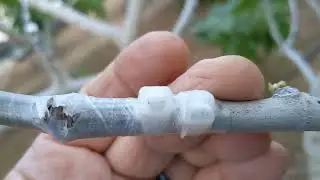 Изменения в нашем саду за неделю моего отсутствия...