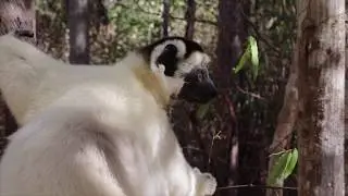 Sifaka Lemurs Kirindi Forest Madagascar