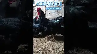 Кора шахзода гигант хуроз товуклари 🦍🦍🦍