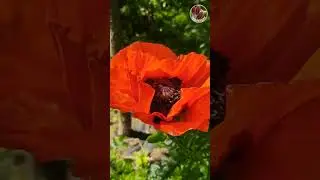 Садовые маки - Seedlandia.ru - семена и саженцы декоративных  растений для сада и дома