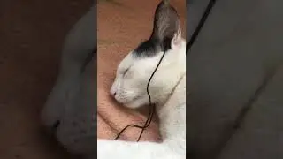 #music