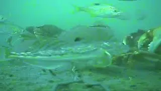 Under the Public Dock in Gig Harbor