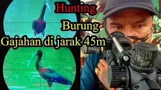 Hunting burung gajahan dijarak 45m