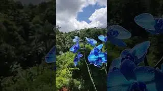 noite de luar sítio pedacinho do céu 🦜(3)