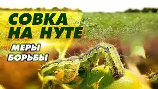 СОВКА - самый опасный вредитель на нуте.