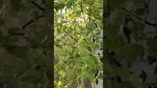 БЕЗ ТЕБЯ И БЕЗ ЛЮБВИ