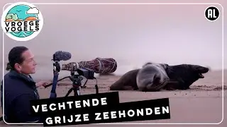 Vechtende grijze zeehonden | TV | Vroege Vogels
