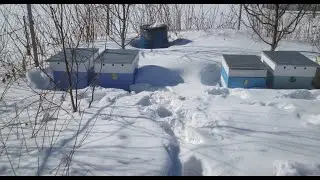 Зимовка пчел в марте