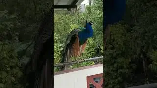 Indian peafowl sitting in the balcony #indianpeafowl #birds #Shorts