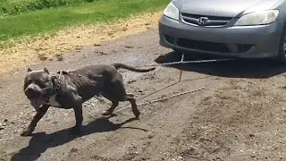 Why Should You Get A Pit Bull? PitBulls Are Best Dogs!