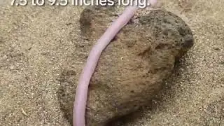 mexican mole lizard