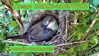 #онлайн_трансляция из гнезда #славки_завирушки. День 6 июня 2023 года.