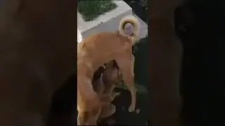 You CAN’T Handle this dog and her puppy’s reaction 🥺❤️‍🩹 