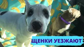 Щенки уезжают домой