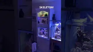Reef Tank ( SKELETONS IN YOUR REEF TANK) #reeftank #nanoreeftank