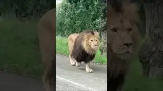 King of Kings | The Lion King 👑 #Shorts #2021 #dhimanhub