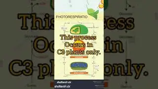 Photorespiration 