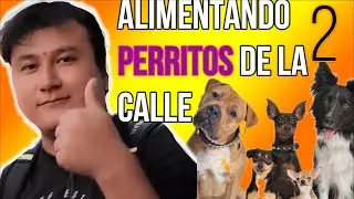 ALIMENTANDO PERRITOS DE LA CALLE 2 #perritos