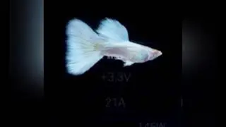albino guppy
