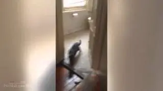 Funny Cats Compilation  January 2014