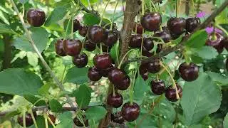 Вишня, яка не стікає соком!!! Сорт Келеріс (cherry Kelleris) для найсмачніших вареників 20.07.2023р
