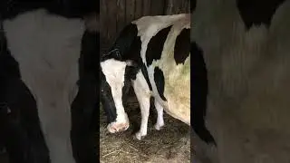 Пополнение в хозяйстве)))