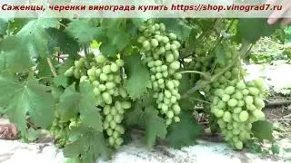 Виноград Ранний Палыча- размягчение ягод, урожайность, ягода пружинит уже...  Пузенко Наталья
