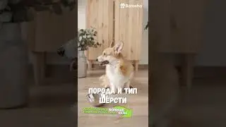 #Shorts 🐾 Блохи у собак 🐾 как выбрать самое безопасное средство🐾