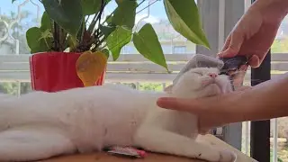 3 Legged Kitty Wakes Up Happy & Demands To Be Brushed, HAPPY PURRING Asmr