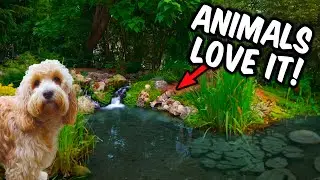 So Much JOY with Puppies and Ponds