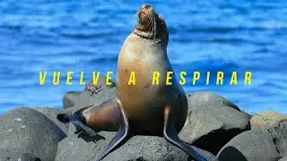 #VuelveARespirar - Galápagos y sus especies endémicas