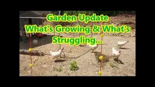 Early Summer Garden Update   |   Keeping the Chickens Out of the Garden !