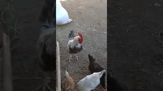 Доброе утро соседи