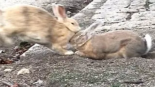 Rabbit fights are extremely fierce!