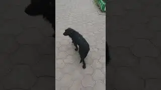 бездомный барбоскин