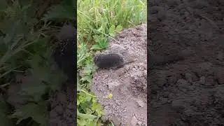 Милый Кротик Перепахал Весь Огород 