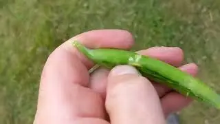 Pea pod theft and consumption