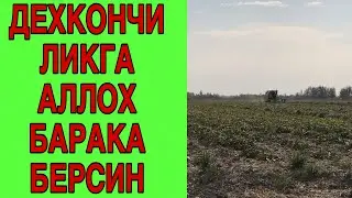 Бугун хам ДЕХКОНЛАР йигим Теримда #kombayn #dehqonchilik #qishloqxojaligi