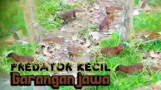 Garangan jawa sang predator #wildlife 