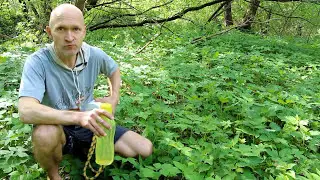 Весеннее очищение организма с помощью сныти