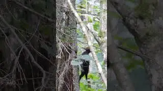 Melnā dzilna / Black woodpecker (Dryocopus martius) ✨️ #birds #nature #wildlife