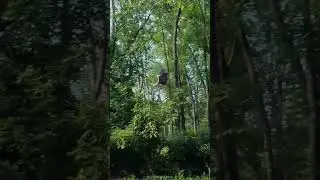 Massive Bird - 6 ft wings blue heron take off