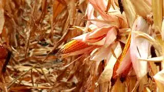 Agricultural Ukraine